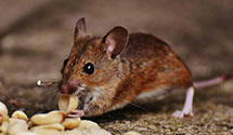 24 Hour & Emergency Exterminators in Newtonville, NJ